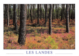 40-LES LANDES FORET-N°T2667-A/0015 - Other & Unclassified