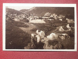 Cartolina - Piccolo San Bernardo - La Chanousia Giardino Alpino Dell'Ordine 1920 - Altri & Non Classificati