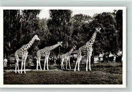 10536011 - Zoo Muenchen Nr. 7 Netz-Giraffen -  Tierpark - Other & Unclassified