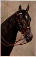 H2509 - Pferd Horses Porträt - Künstlerkarte T.S.N. - Horses