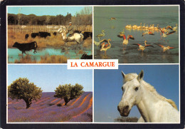 13-CAMARGUE FOLKLORE GARDIANS-N°T2679-A/0333 - Other & Unclassified