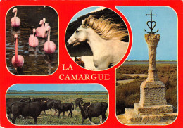 13-CAMARGUE-N°T2679-A/0335 - Andere & Zonder Classificatie