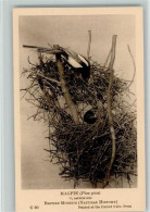 10166211 - Voegel Magpie Beim Nestbau - Oiseaux