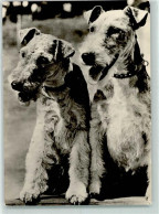 10268311 - Foxterrier / Terrier Drahthaar-Foxterrier - Dogs