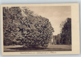 12046611 - Baeume Camelienbaum Im Schlosspark Zu Pillnitz - Autres & Non Classés