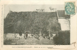 78* RAMBOUILLET Chasse A Courre -  Hallali Sur Toit A Gambaiseul       RL09.0058 - Hunting