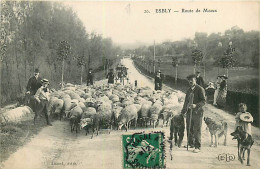 77* ESBLY  Route De Meaux  Moutons            RL08.1174 - Esbly