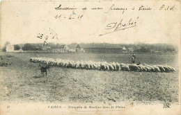 77* VAIRES Moutons         RL08.1133 - Crías
