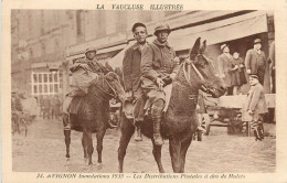 84* AVIGNON Inondations De 1935  Distribution Postale A Dos Mulet    RL09.0772 - Avignon