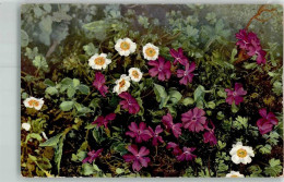 39443211 - Primula Integrifolia Ranunculus Alpestris Photochromie Nenke Und Ostermaier Nr.527 - Sonstige & Ohne Zuordnung