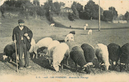 65* PYRENEES  Moutons Au Paturage     RL12.0427 - Other & Unclassified