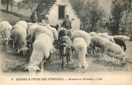 64* PYRENEES  Moutons Au Paturage    RL12.0372 - Other & Unclassified