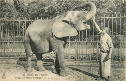 75* PARIS (16)  Jardin Des Plantes  - éteby » Elephant D Afrique          RL27,0705 - Paris (16)
