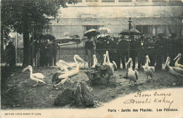 75* PARIS (5)   Jardin Des Plantes  Les Pelicans    RL27,0254 - District 05