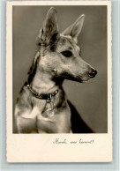 10526411 - Hunde  Horch, Wer Kommt - - Hunde