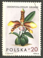 FL-11 Polska Orchidée Orchid Orchidee Orchidea Orquidea - Orchideen