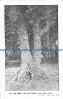 R056962 Double Tree. Oak And Beech Near Rufus Stone - Monde
