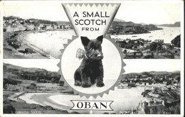10990550 Oban Hund  Argyll & The Islands LEC Mainland - Sonstige & Ohne Zuordnung
