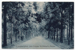 PORTUGAL / ACORES / AZORES - A FOREST OF PINES SETE CIDADES ST. MICHAEL'S - 1919 - Açores