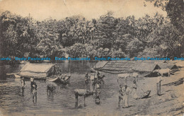 R057473 Natives And Cattle Bathing In River At Colombo. Plate. B. Hopkins - World