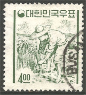 AL-126 Korea Rizière Cueillette Riz Rice Harvesting Field Agriculture - Ernährung