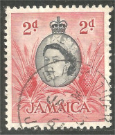 AL-116 Jamaica QEII Ananas Pineapple Agriculture - Levensmiddelen