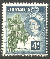 AL-118 Jamaica QEII Breadfruit Fruit à Pain Agriculture - Levensmiddelen