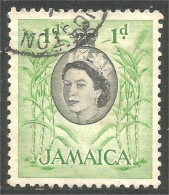 AL-112 Jamaica QEII Sucre Sugar Cane Zucker Zucchero Agriculture - Alimentación