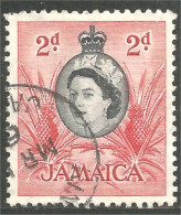 AL-114 Jamaica QEII Ananas Pineapple Agriculture - Levensmiddelen
