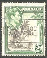 AL-109 Jamaica George VI Cocotier Coconut Palm Palmier Agriculture - Ernährung