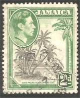 AL-110 Jamaica George VI Cocotier Coconut Palm Palmier Agriculture - Food