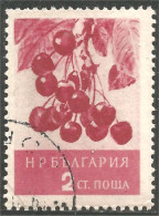 AL-84 Bulgarie Cerises Cherry Cherries Kersen Kirschen Ciliegie Cerezas Cerejas Agriculture - Ernährung