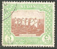 AL-64 Sudan Agriculture Labourage Ploughing  - Food