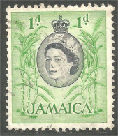 AL-51 Jamaica Elizabeth Canne Sucre Sugar Cana Azucar  - Alimentation