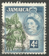 AL-44 Jamaica Elizabeth Breadfruit Fruit Pain  - Levensmiddelen