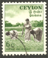 AL-13 Ceylon Riz Rice Rijst Reis Arroz Rizo - Alimentation