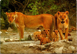 20-5-2024 (5 Z 38) South Africa (posted To Australia) Lion Family - Leones
