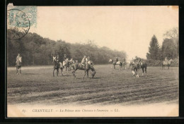 CPA Chantilly, La Pelouse Avec Chevaux à L'exercice  - Chantilly