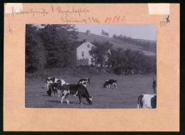 Fotografie Brück & Sohn Meissen, Ansicht Gauernitz, Pinkowitzmühle Im Regenbachtal Mit Kühen Auf Der Weide  - Places