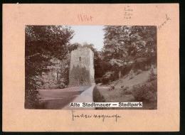 Fotografie Brück & Sohn Meissen, Ansicht Riesa A. Elbe, Partie Im Stadtpark An Der Alten Stadtmauer  - Orte