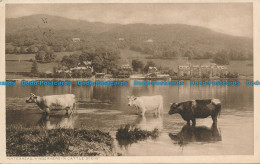 R057793 Waterhead. Windermere A Cattle Scene. Abraham. 1924 - Monde