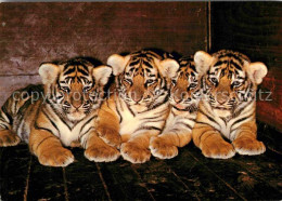 72621688 Tiger Zoo Basel Tiger-Vierlinge - Otros & Sin Clasificación