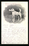 AK Karlsruhe, Internationale Hunde-Ausstellung 1904, Jack Russell Terrier  - Expositions