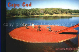 72555747 Cape Cod Mass. Harvesting Cranberries Cape Cod Mass. - Other & Unclassified