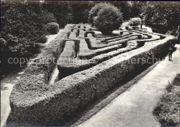 71914048 Middlesex Hampton Court Palace Maze - Other & Unclassified