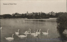 10986004 Poole Dorset Swans Park Poole Dorset - Other & Unclassified