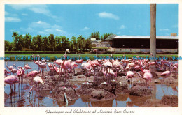 R058924 Flamingos And Clubhouse At Hialeah Race Course. Gulf Stream Card And Dis - Wereld