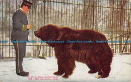 R058936 Alaskan Brown Bear. New York Zoological Park. NYZP - Wereld