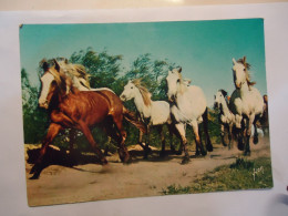 FRANCE POSTCARDS  HORSES EN CAMARGUE  CRINIRE AU VENT 1972 - Horses