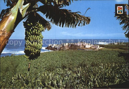 72518354 Gran Canaria Plataneras Bananenstauden Meerblick  - Autres & Non Classés